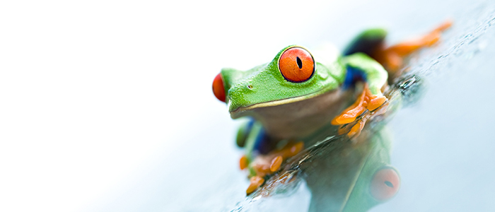 Nachhaltigkeit: Vom Frosch im Kochtopf